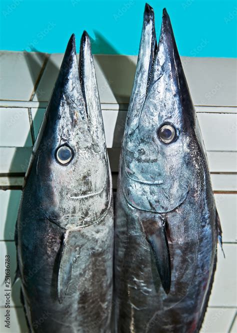 tanguige fish in english.